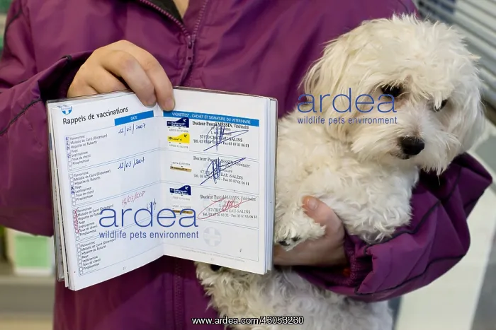 : Bichon Maltese with vaccination : Bichon Maltese with vaccination