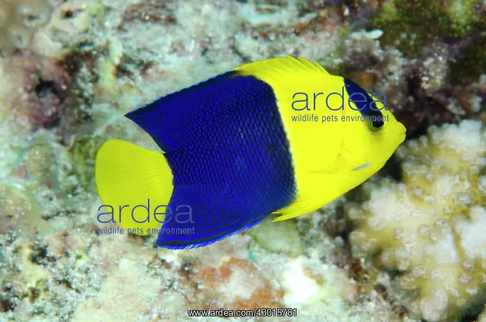 : Bicolor Angelfish : Bicolor Angelfish