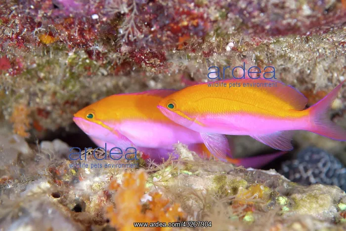 : Bicolor Anthias - swimming upside down : Bicolor Anthias - swimming upside down