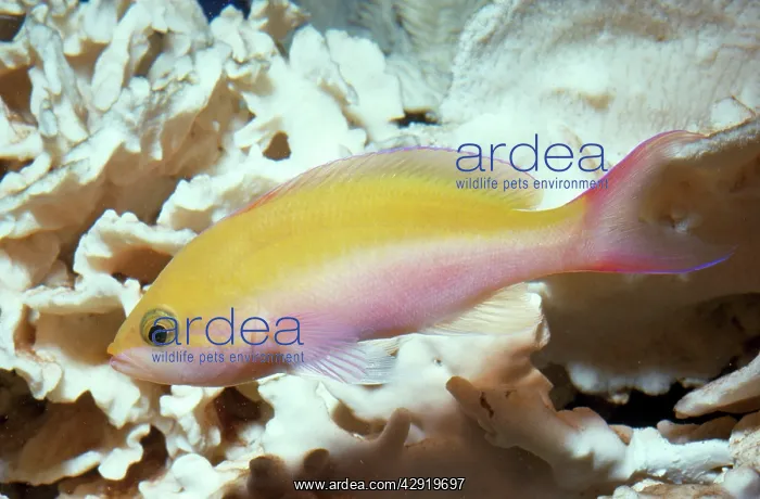: Bicolor Basslet (Anthias) : Bicolor Basslet (Anthias)