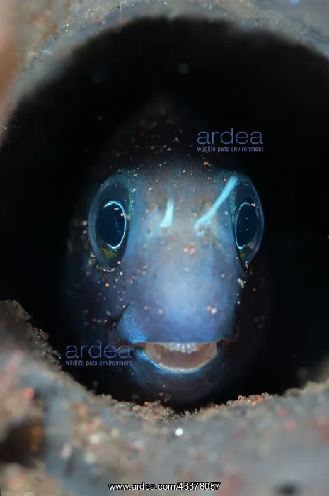 : Bicolor Blenny : Bicolor Blenny