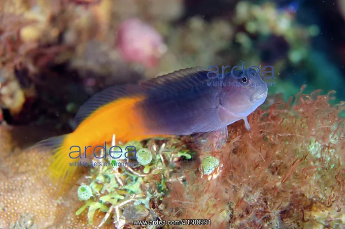 : Bicolor Blenny - Liberty Wreck Dive Site, Tulamben : Bicolor Blenny - Liberty Wreck Dive Site, Tulamben