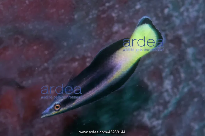 : Bicolor Cleaner Wrasse : Bicolor Cleaner Wrasse