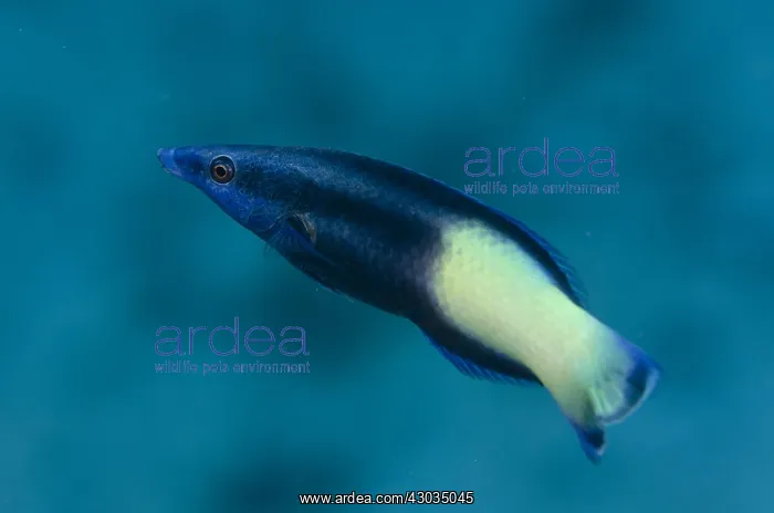 : Bicolor Cleaner Wrasse - Pyramids dive site : Bicolor Cleaner Wrasse - Pyramids dive site