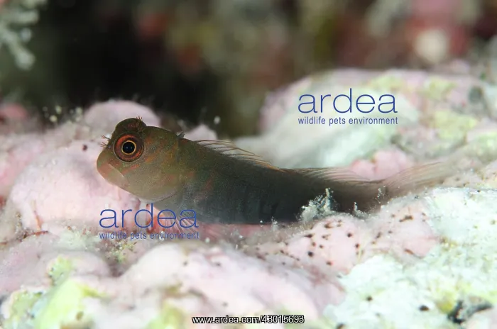 : Bicolor Coralblenny on coral : Bicolor Coralblenny on coral