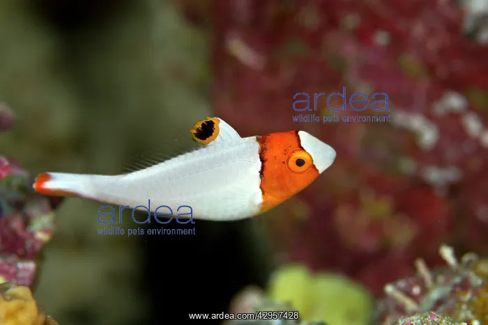: Bicolor Parrotfish - juvenile : Bicolor Parrotfish - juvenile
