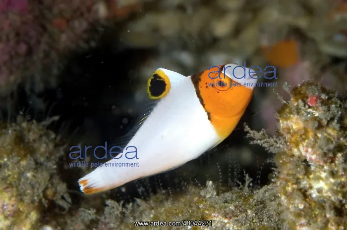 : Bicolor Parrotfish Juvenile : Bicolor Parrotfish Juvenile