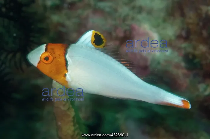 : Bicolor Parrotfish - Juvenile : Bicolor Parrotfish - Juvenile