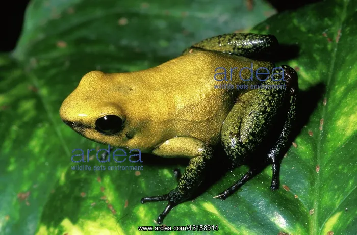 : Bicolor Poison Dart Frog : Bicolor Poison Dart Frog