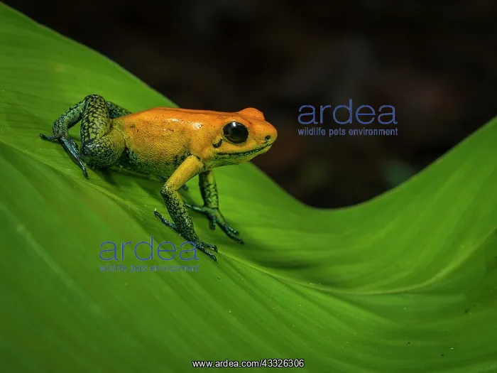 : Bicolor Poison-dart Frog (Phyllobates bicolor), Colombia : Bicolor Poison-dart Frog (Phyllobates bicolor), Colombia