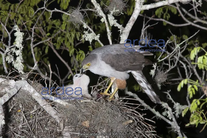 : Bicolored Hawk : Bicolored Hawk