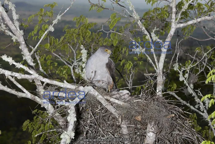 : Bicolored Hawk at Nest : Bicolored Hawk at Nest