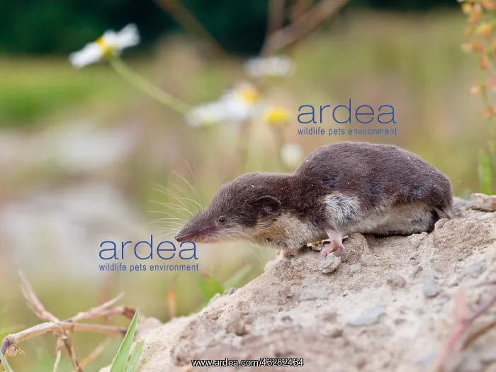 : Bicolored Shrew (Crocidura leucodon), Emmen, Dr : Bicolored Shrew (Crocidura leucodon), Emmen, Dr