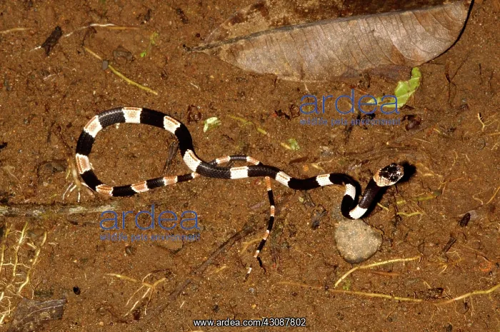 : Bicolored snaileater : Bicolored snaileater