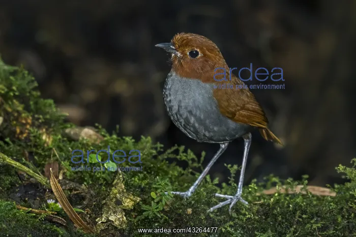 : Bicoloured Antpitta (Grallaria rufocinerea) Rio : Bicoloured Antpitta (Grallaria rufocinerea) Rio