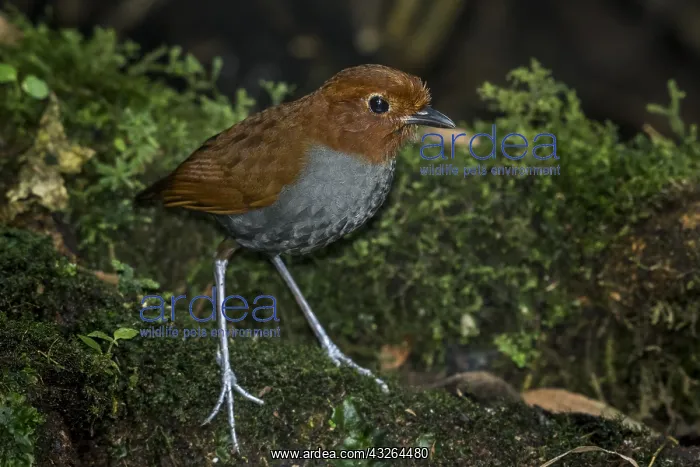 : Bicoloured Antpitta (Grallaria rufocinerea) Rio : Bicoloured Antpitta (Grallaria rufocinerea) Rio