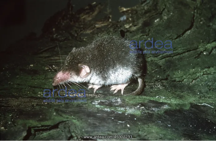 : Bicoloured white toothed shrew : Bicoloured white toothed shrew