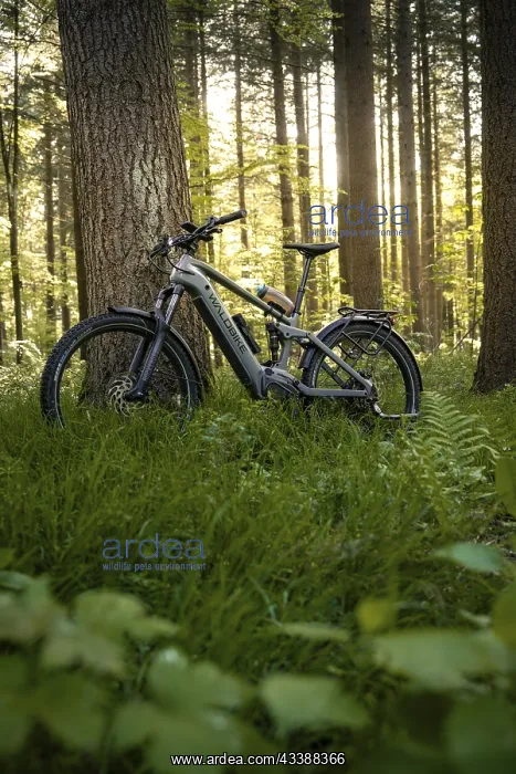 : A bicycle leaning against a tree in the forest : A bicycle leaning against a tree in the forest