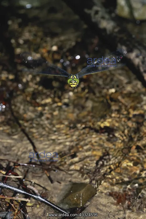 : Biddie Dragonfly : Biddie Dragonfly
