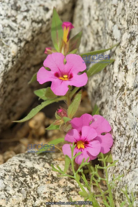 : Biegelow's Monkey Flower - growing between rocks : Biegelow's Monkey Flower - growing between rocks