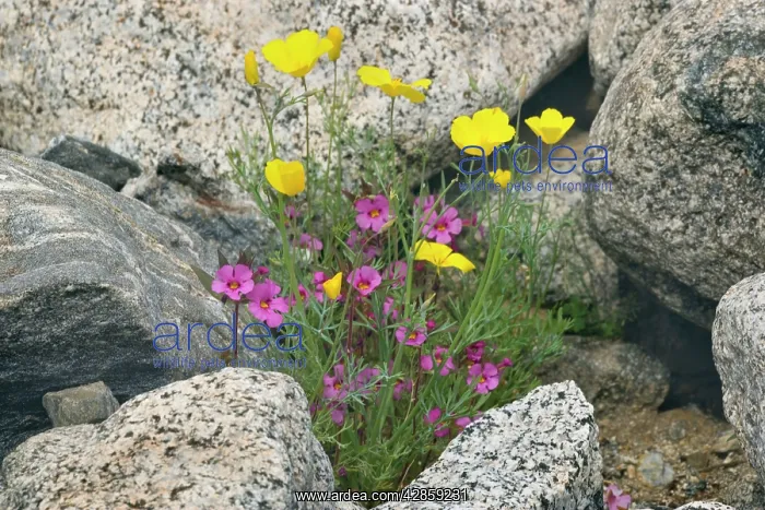  : Biegelow's Monkey Flower and Mexican Gold Poppy