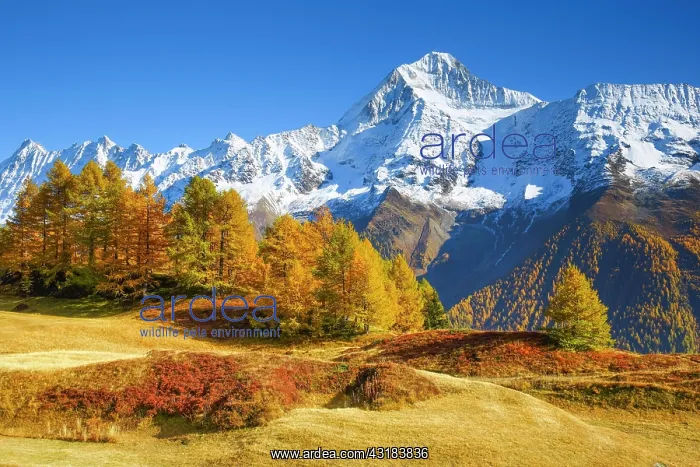 : Bietschhorn, 3934m, Valais, Switzerland, Europe : Bietschhorn, 3934m, Valais, Switzerland, Europe