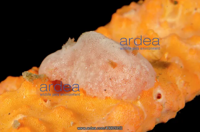  : Bifurcate Rostanga Nudibranch camouflaged on sponge