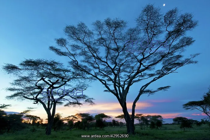  : Big Acacias in Kilimatiti area