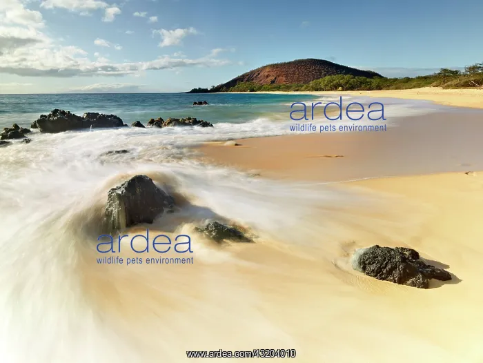 : Big Beach, Maui, Hawaii, USA, North America : Big Beach, Maui, Hawaii, USA, North America