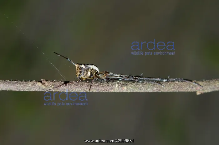 : Big-Bellied Tylorida Spider on branch - Klungkung : Big-Bellied Tylorida Spider on branch - Klungkung