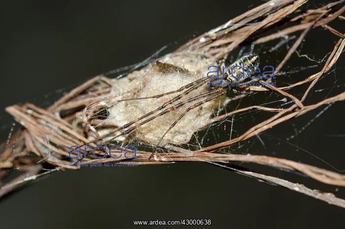 : Big-Bellied Tylorida Spider on nest - Klungkung : Big-Bellied Tylorida Spider on nest - Klungkung