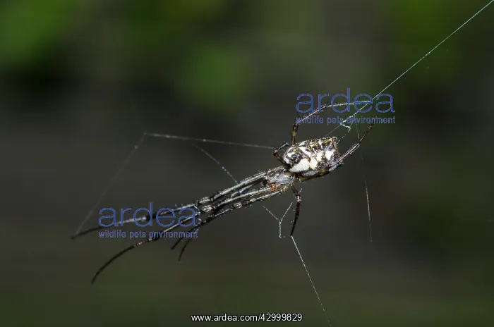 : Big-Bellied Tylorida Spider on web - Klungkung : Big-Bellied Tylorida Spider on web - Klungkung