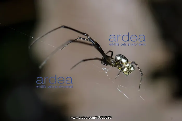 : Big-Bellied Tylorida Spider on web - Klungkung : Big-Bellied Tylorida Spider on web - Klungkung