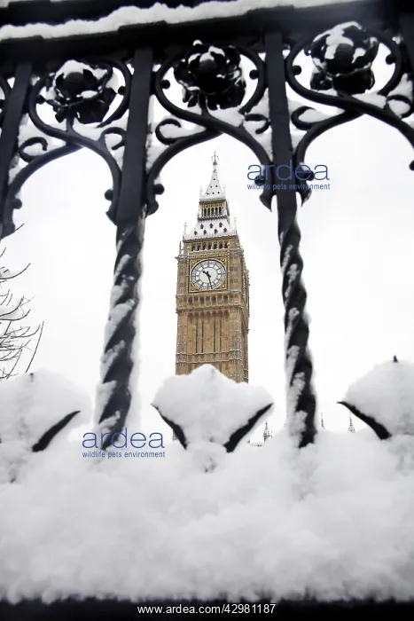 : Big Ben - covered in snow : Big Ben - covered in snow