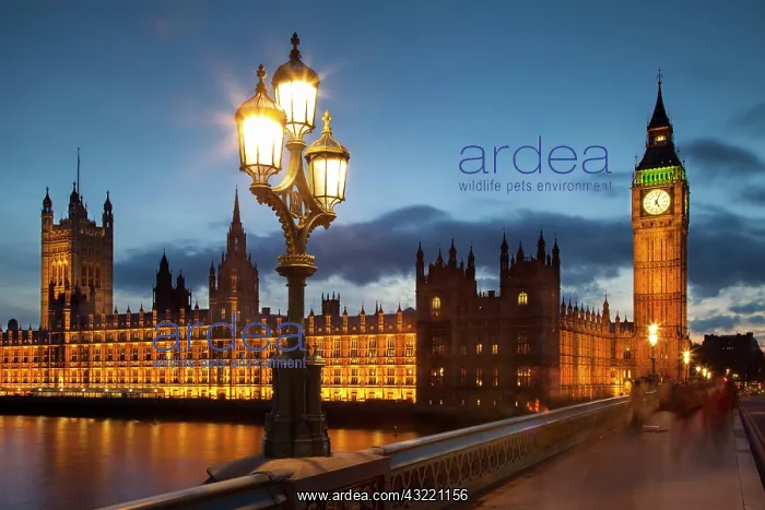 : Big Ben and the Houses of Parliament from : Big Ben and the Houses of Parliament from