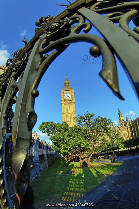 : Big Ben at the Houses of Parliament : Big Ben at the Houses of Parliament
