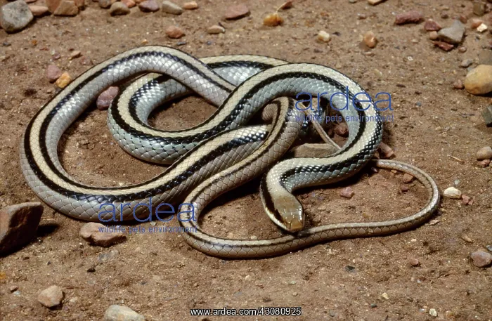 : Big Bend Patch-nosed Snake : Big Bend Patch-nosed Snake