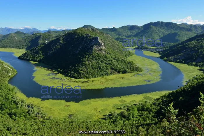 : Big bend of river Rijeka Crnojevica, Skadar Lake : Big bend of river Rijeka Crnojevica, Skadar Lake
