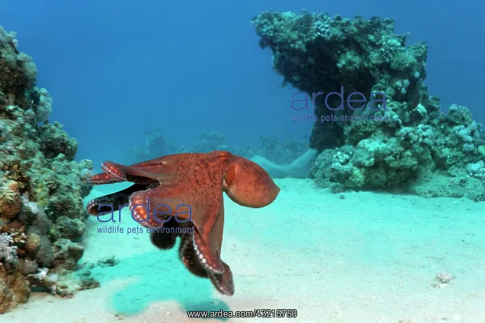 : Big Blue Octopus (Octopus cyanea), Makadi Baya : Big Blue Octopus (Octopus cyanea), Makadi Baya