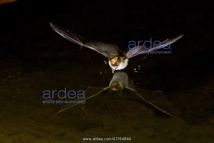 : Big Brown Bat : Big Brown Bat