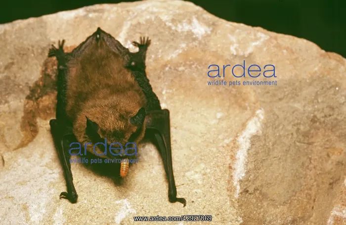 : Big Brown BAT - feeding on worm : Big Brown BAT - feeding on worm