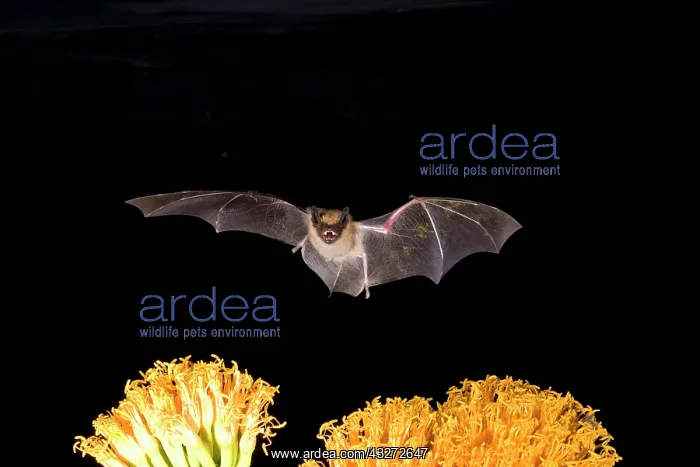 : Big Brown Bat in Flight, Eptesicus fuscus : Big Brown Bat in Flight, Eptesicus fuscus