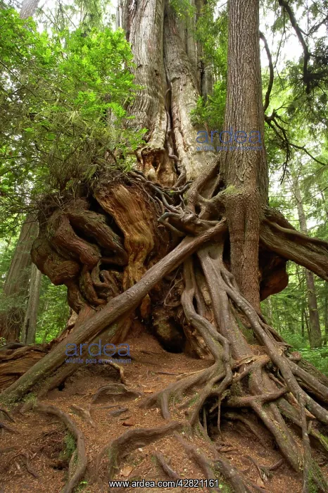 : Big Cedar Tree - Western Red Cedar : Big Cedar Tree - Western Red Cedar