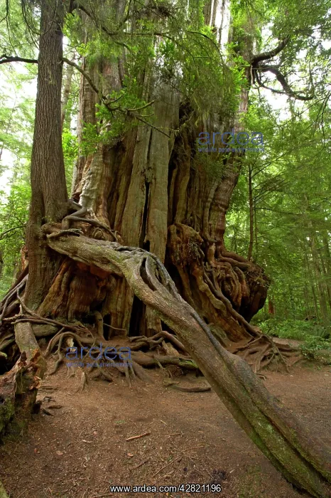 : Big Cedar Tree - Western Red Cedar : Big Cedar Tree - Western Red Cedar