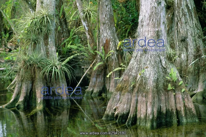  : Big Cypress