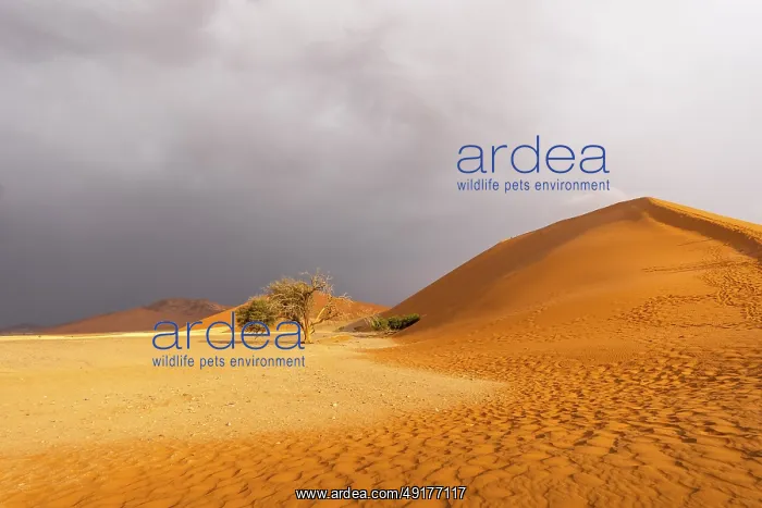 : Big Daddy Dune & Deadvlei : Big Daddy Dune & Deadvlei