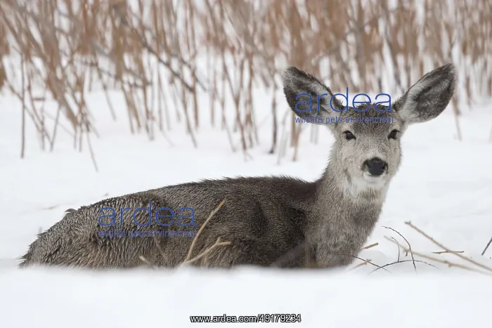 : Big ears... Mule deer (Odocoileus hemionus) resting in the snow : Big ears... Mule deer (Odocoileus hemionus) resting in the snow