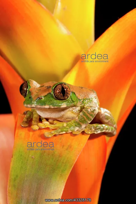 : Big Eye Treefrog, Leptopelis vermiculatus : Big Eye Treefrog, Leptopelis vermiculatus