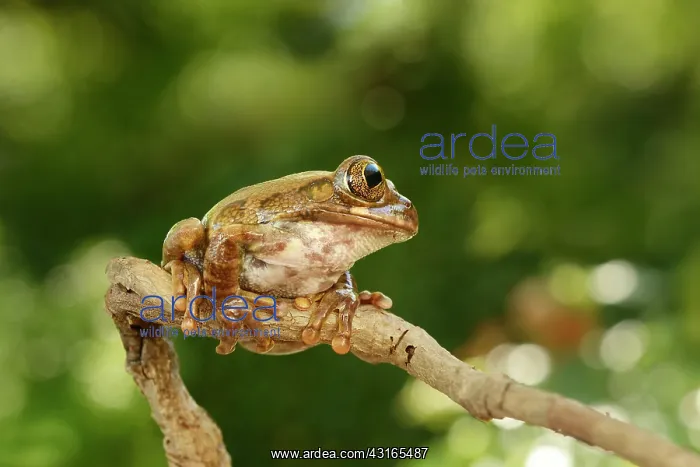 : Big-eyed Tree Frog : Big-eyed Tree Frog
