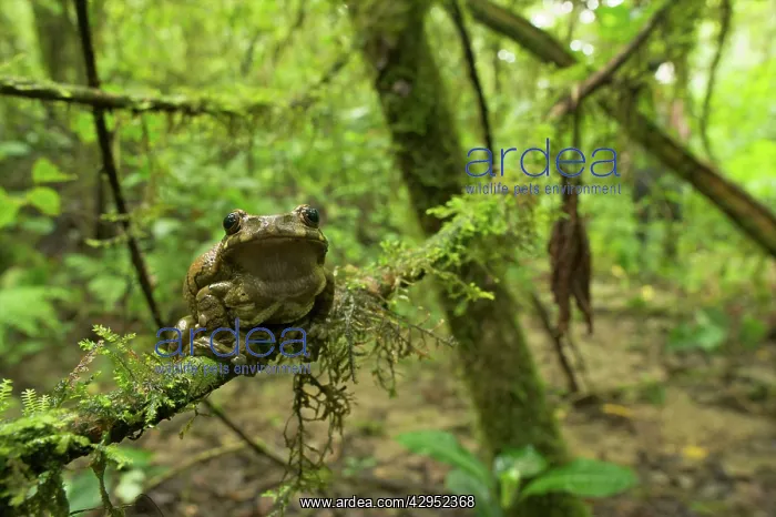 : Big-eyed Tree Frog - female - sitting on a branch : Big-eyed Tree Frog - female - sitting on a branch